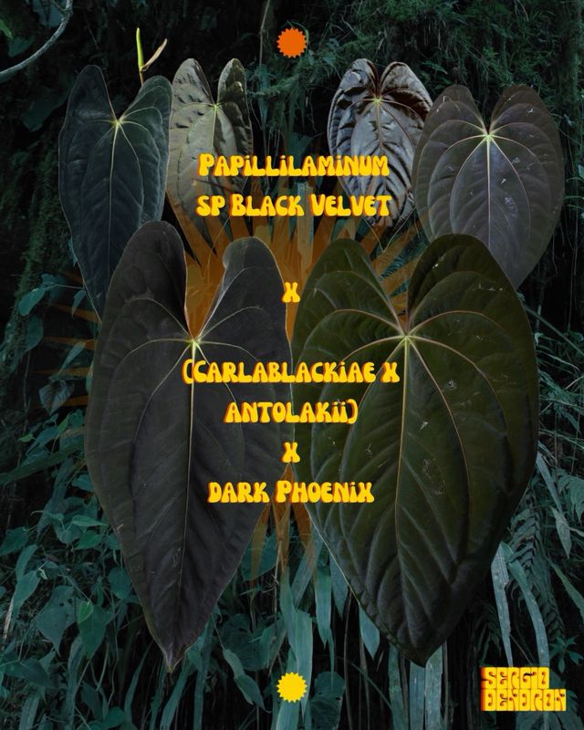 Anthurium Papill. BV x ((Carla x Antolakii) x DP A