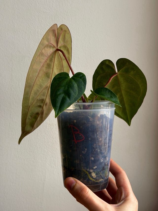 Anthurium Papill. BV x ((Carla x Antolakii) x DP B