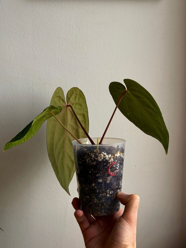 Anthurium Papill. BV x ((Carla x Antolakii) x DP C