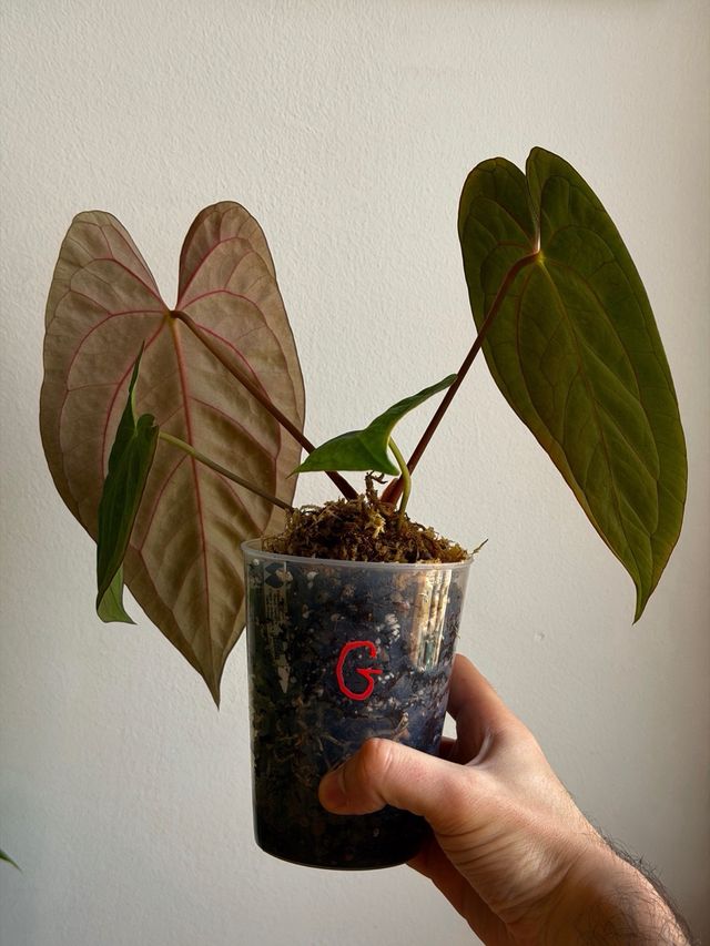 Anthurium Papill. BV x ((Carla x Antolakii) x DP G