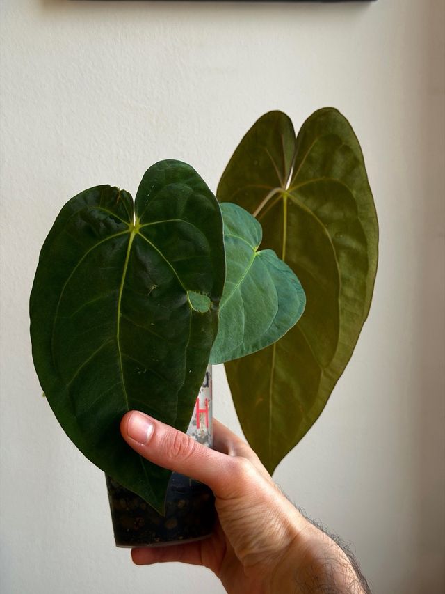 Anthurium Papill. BV x ((Carla x Antolakii) x DP H