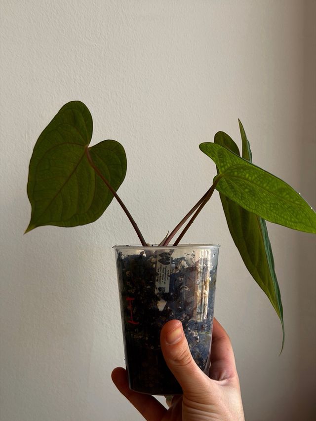 Anthurium Papill. BV x ((Carla x Antolakii) x DP I