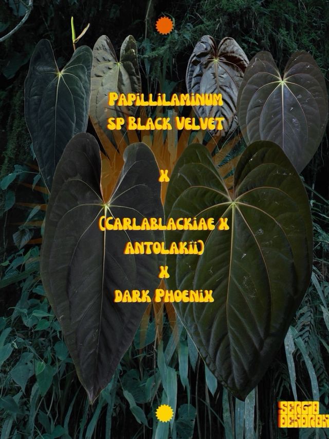 Anthurium Papill. BV x ((Carla x Antolakii) x DP I