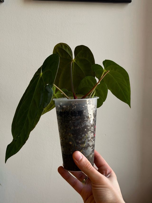 Anthurium Papill. BV x ((Carla x Antolakii) x DP J