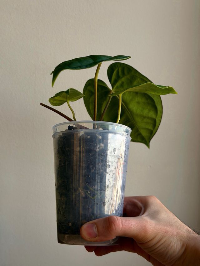 Anthurium Papill. BV x ((Carla x Antolakii) x DP K