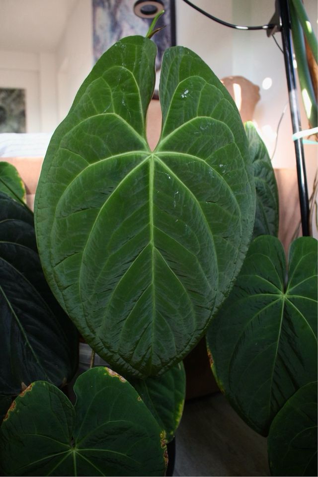 Anthurium Dark Phoenix (clon) C