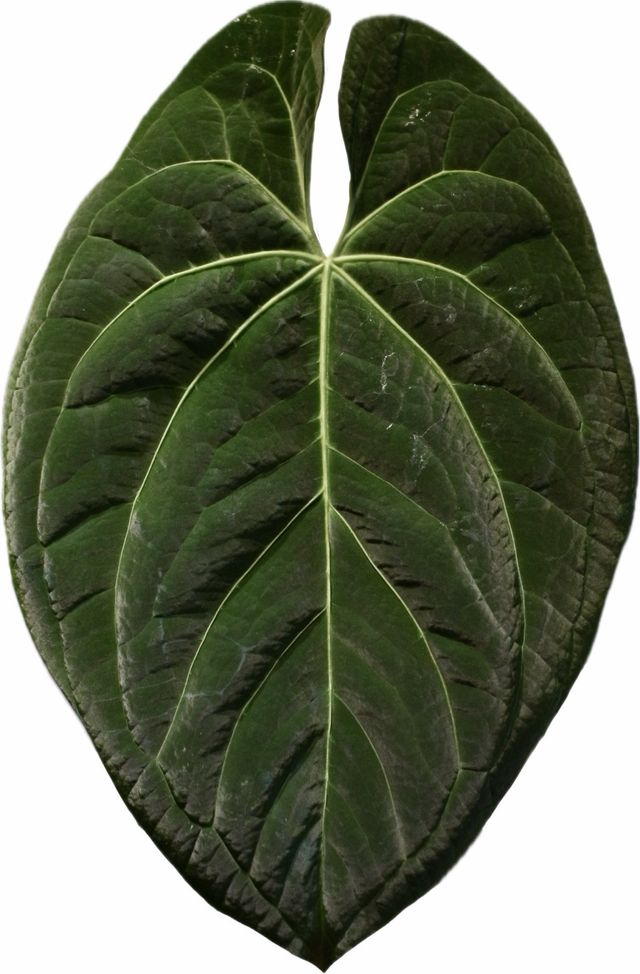 Anthurium Dark Phoenix (clon) C