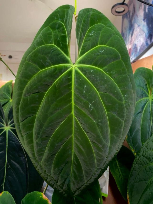 Anthurium Dark Phoenix (clon) C