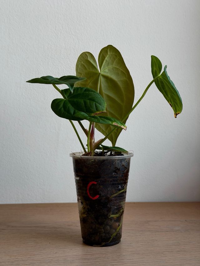 Anthurium Dark Phoenix (clon) C