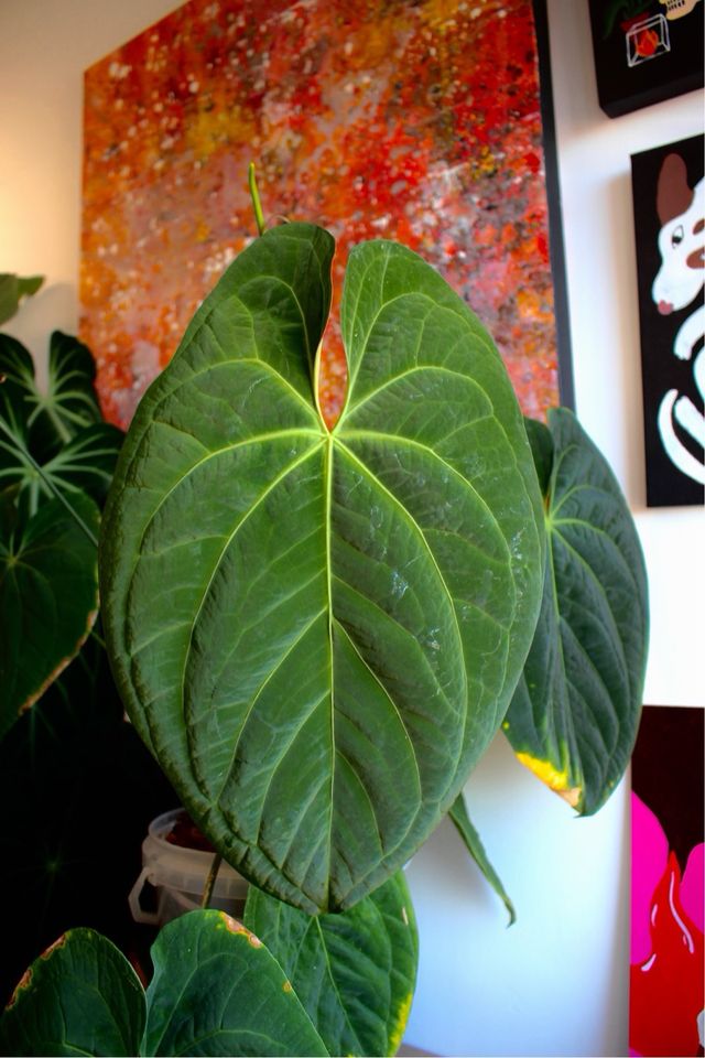 Anthurium Dark Phoenix (clon) C