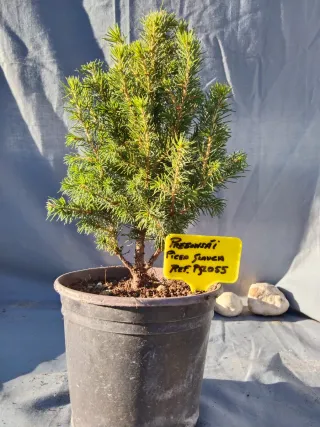 PICEA GLAUCA. REF. PGL055