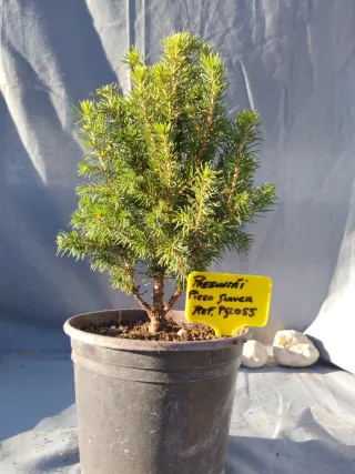 PICEA GLAUCA. REF. PGL055