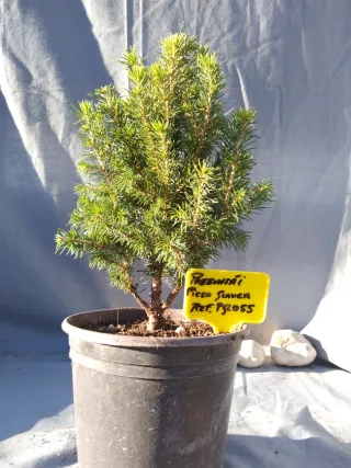 PICEA GLAUCA. REF. PGL055