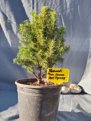 PICEA GLAUCA. REF. PGL055