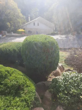 Servicios de jardinería profesional