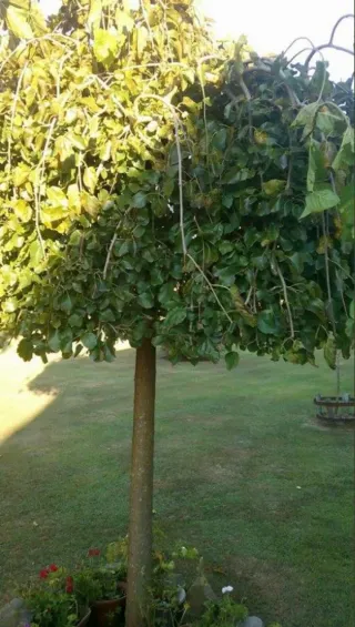 Servicios de jardinería profesional