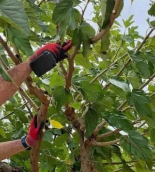 Servicios de jardinería profesional