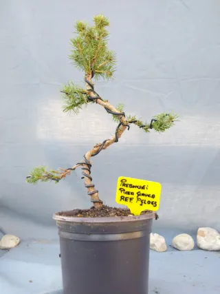 PREBONSÁI PICEA GLAUCA. REF PGLO65