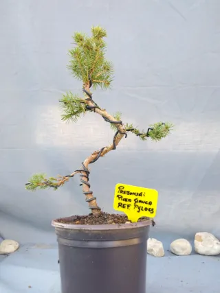 PREBONSÁI PICEA GLAUCA. REF PGLO65