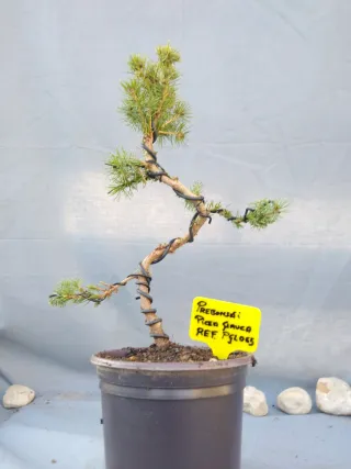 PREBONSÁI PICEA GLAUCA. REF PGLO65