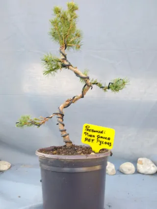 PREBONSÁI PICEA GLAUCA. REF PGLO65