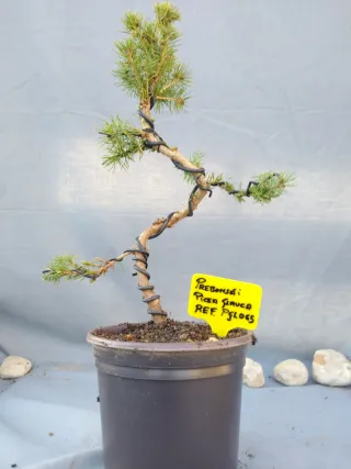 PREBONSÁI PICEA GLAUCA. REF PGLO65