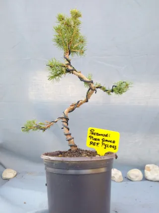 PREBONSÁI PICEA GLAUCA. REF PGLO65