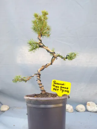 PREBONSÁI PICEA GLAUCA. REF PGLO65