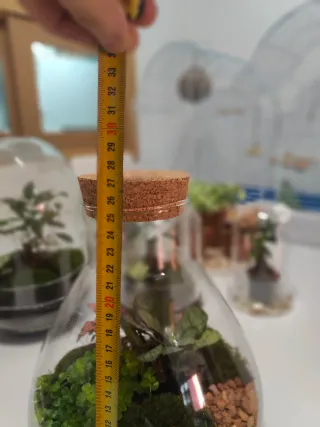 Jardín eterno de cristal con corcho