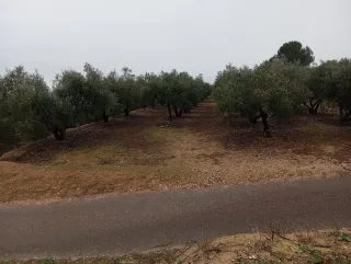Terreno Olivos Picual 4 Aneg. a 1 km de Beniganim