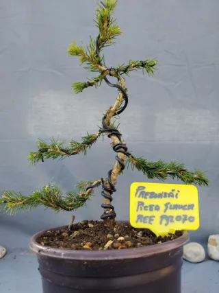 PREBONSÁI PICEA GLAUCA. REF PGL070