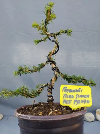 PREBONSÁI PICEA GLAUCA. REF PGL070