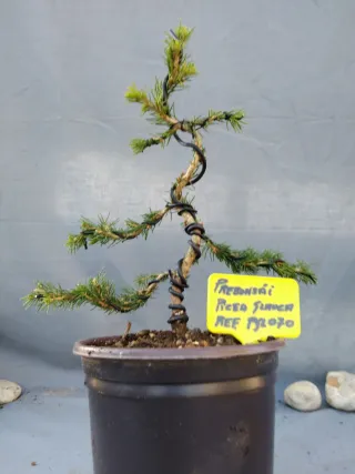 PREBONSÁI PICEA GLAUCA. REF PGL070