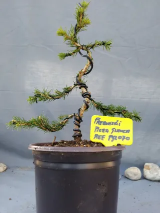 PREBONSÁI PICEA GLAUCA. REF PGL070