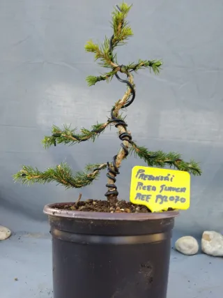 PREBONSÁI PICEA GLAUCA. REF PGL070