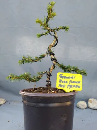 PREBONSÁI PICEA GLAUCA. REF PGL070