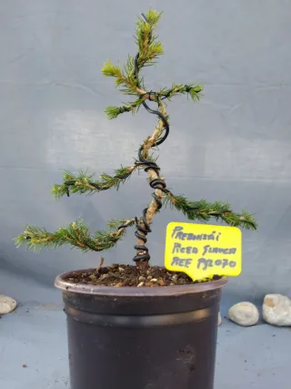 PREBONSÁI PICEA GLAUCA. REF PGL070