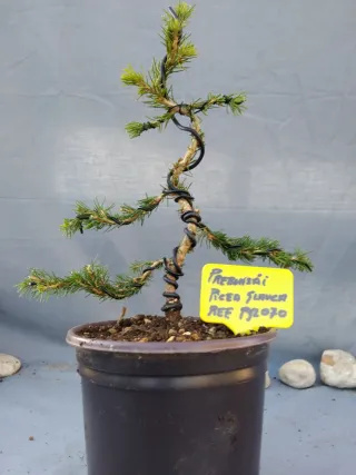 PREBONSÁI PICEA GLAUCA. REF PGL070