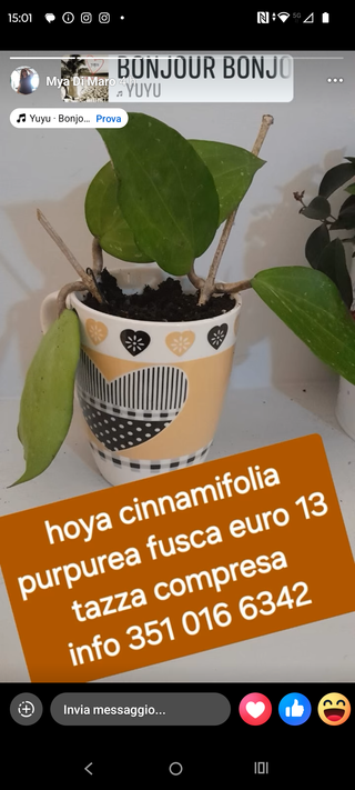 Hoya purpurea fusca in tazza