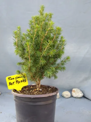 PREBONSÁI PICEA GLAUCA. REF PGL075