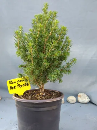 PREBONSÁI PICEA GLAUCA. REF PGL075