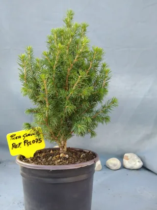 PREBONSÁI PICEA GLAUCA. REF PGL075