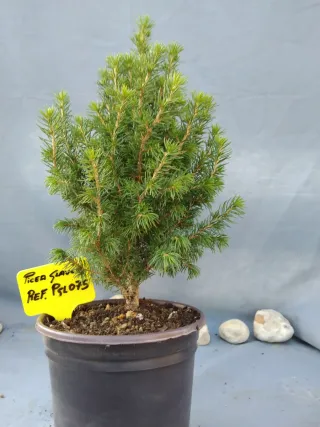 PREBONSÁI PICEA GLAUCA. REF PGL075