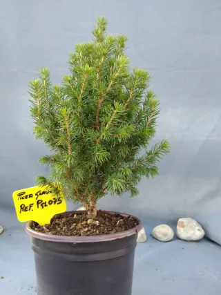PREBONSÁI PICEA GLAUCA. REF PGL075