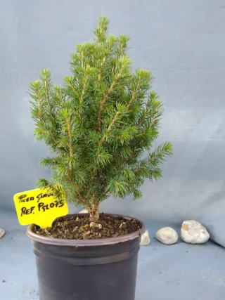 PREBONSÁI PICEA GLAUCA. REF PGL075