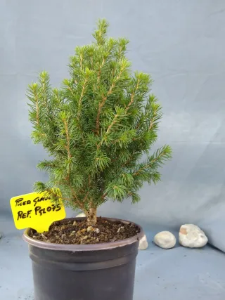 PREBONSÁI PICEA GLAUCA. REF PGL075
