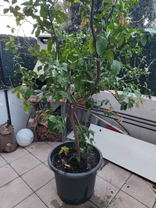 Limonero en maceta grande,