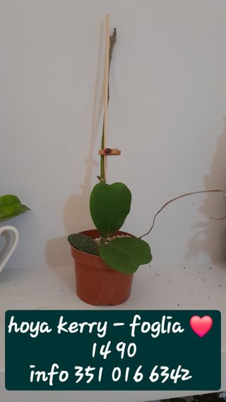 Hoya KERRY Cuore Fiore di Cera