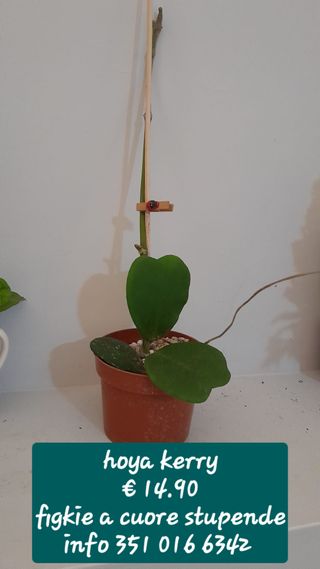 Hoya KERRY Cuore Fiore di Cera