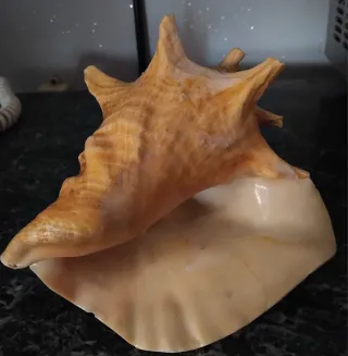 Grande Conchiglia Vintage come in Foto
